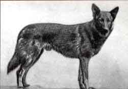 ������� 1900-01 ����� HEKTOR V. SCHWABEN