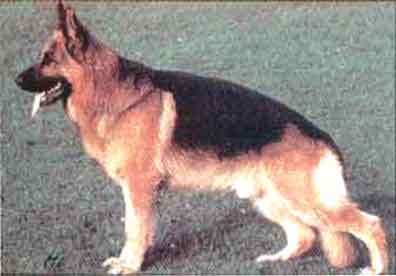������� 1995 ���� ULK V. ARLETT