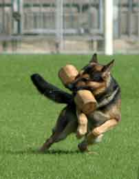 гладкая
              апортировка